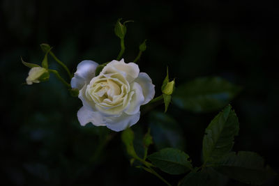 Close-up of white rose