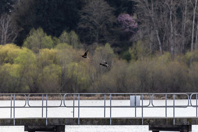Birds flying over river