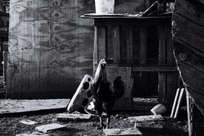 Rooster perching on field