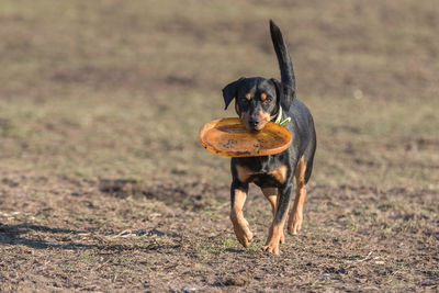 Dog on field