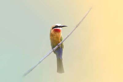 Low angle view of bird perching against clear sky