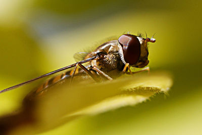 Close-up of fly on flower