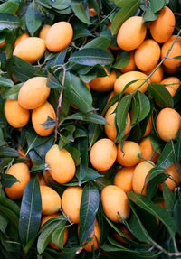 Close-up of orange fruits