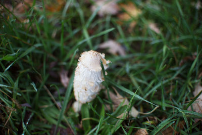 Close-up of mushroom growing on field