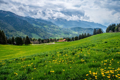 Scenic view of field against sky