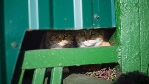 Close-up of cat relaxing outdoors