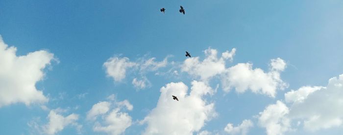 Low angle view of seagulls flying in sky