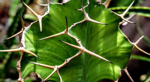 Close-up of green leaves