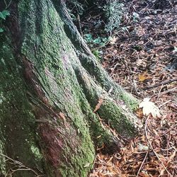 Trees in forest