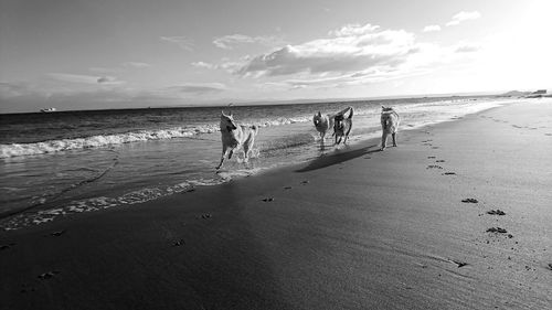 Man playing with dog on beach against sky