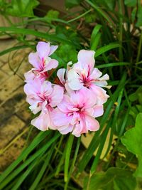 Close-up of pink flowers