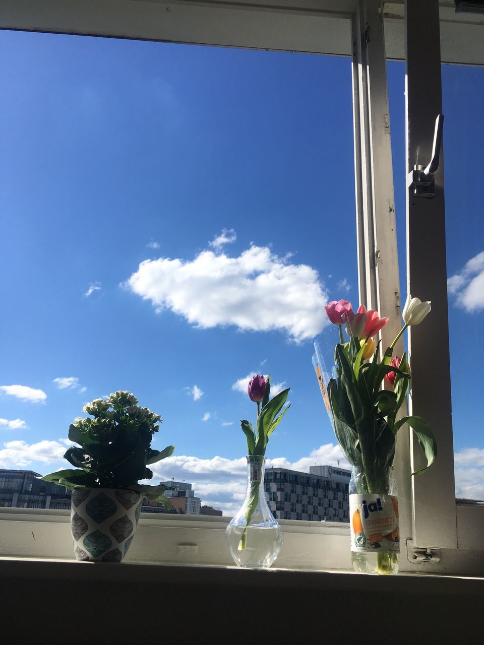 plant, sky, nature, window, vase, glass - material, cloud - sky, flower, growth, flowering plant, day, no people, indoors, beauty in nature, freshness, transparent, window sill, potted plant, sunlight, flower arrangement, flower head, bouquet