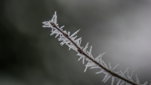 Close-up of frozen tree during winter