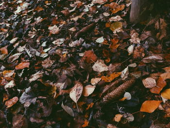 Full frame shot of leaves