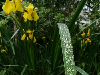 Close-up of yellow flowers on grass