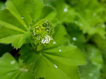 Close-up of water drops on plant