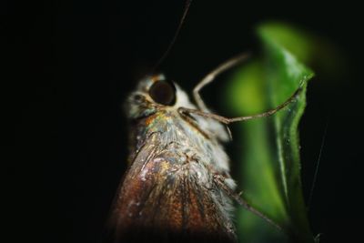 Close-up of butterfly on leaf