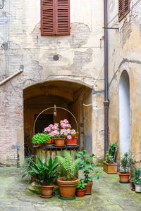 Potted plants on wall of building