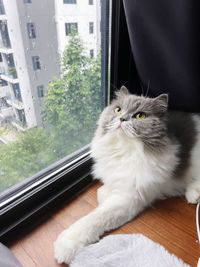 Cat looking through window