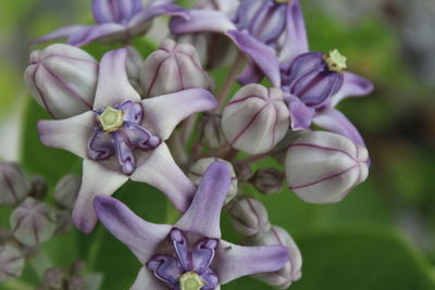 Close-up of flowers blooming outdoors