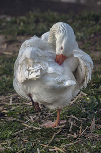 A goose arranged his feathers with his beak