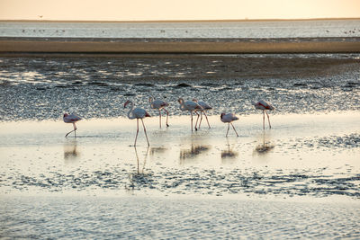 Seagulls on beach