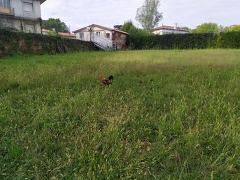 View of a running on grassy field