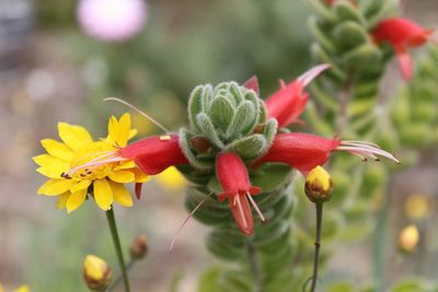 Close-up of red flowering plant