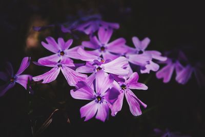 Close-up of purple iris blooming outdoors