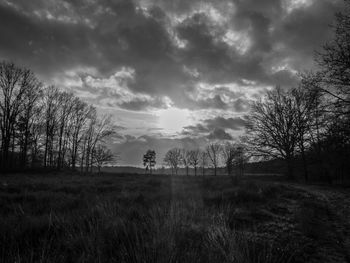 Trees on field against sky