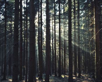 Trees in forest