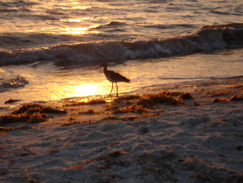 Scenic view of beach against sky during sunset