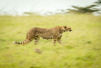 Slow pan of cheetah crossing grassy plain