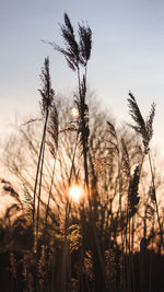 Sunset grass