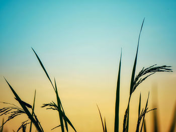 Close-up of stalks in field against sky at sunset