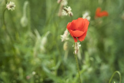 Close-up of red poppy flower