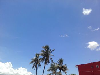 Low angle view of palm trees against blue sky