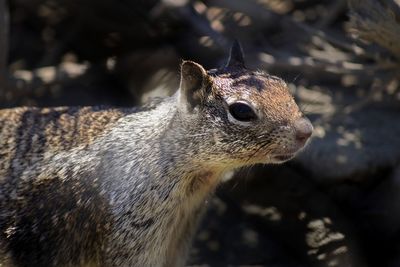 Close-up of squirrel