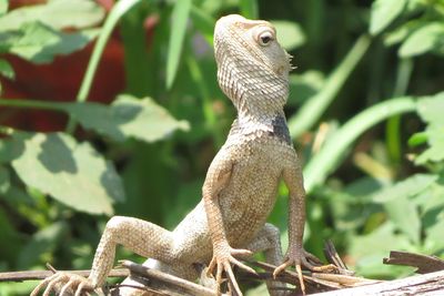 Close-up of a lizard