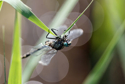 Close-up of insect on plant