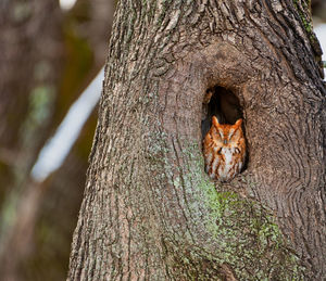 Close-up of cat on tree trunk