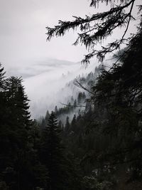 Low angle view of trees against sky