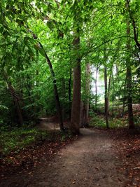 Trees in forest