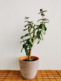 Close-up of potted plant on table against wall