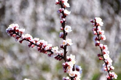 Close-up of pink apricot blossom on tree