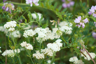 Noble yarrow in bloom with selective focus on foreground of