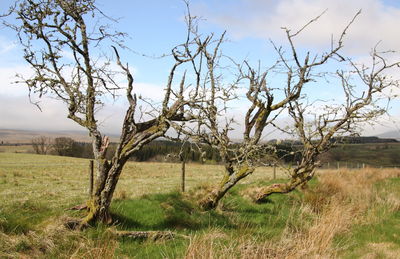Bare trees on field