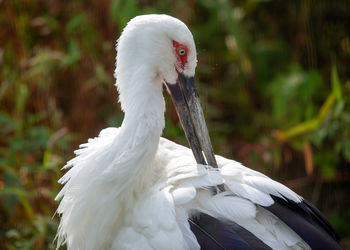 Close-up of bird