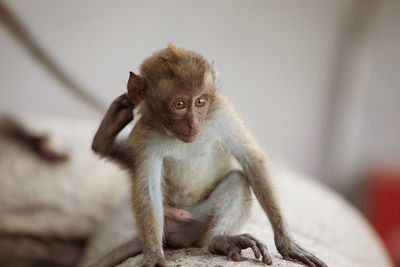 Close-up of monkey sitting on rock