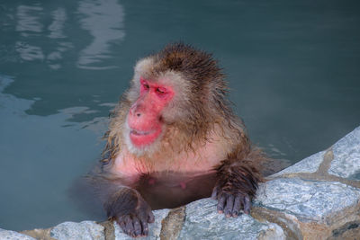 Close-up of monkey on rock in water